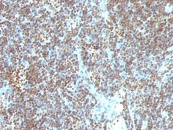 DNA Antibody (SPM603), Novus Biologicals 0.2mg; Unlabeled:Antibodies, Monoclonal